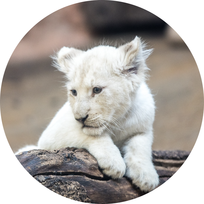 Alfombra vinílica animales cachorro de león blanco - TenVinilo