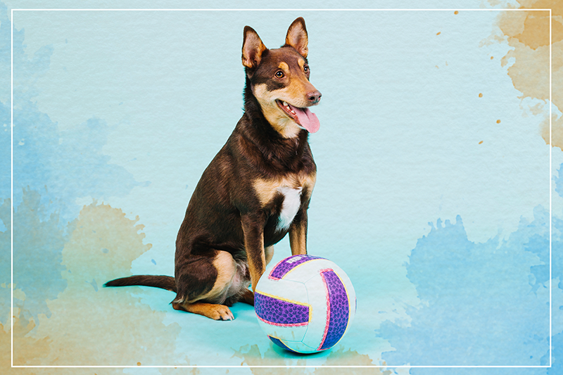 Aflombra vinílica animales Voleibol de perro - TenVinilo