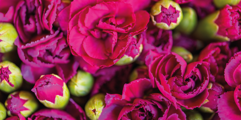 Alfombra vinílica flores florecimiento vibrante - TenVinilo