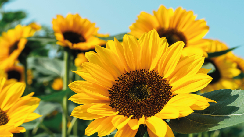 Alfombra vinílica flores diseño de girasol brillante - TenVinilo