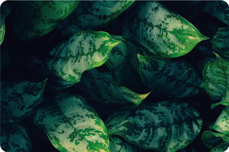 Alfombra vinílica naturaleza hojas verdes vibrantes - TenVinilo