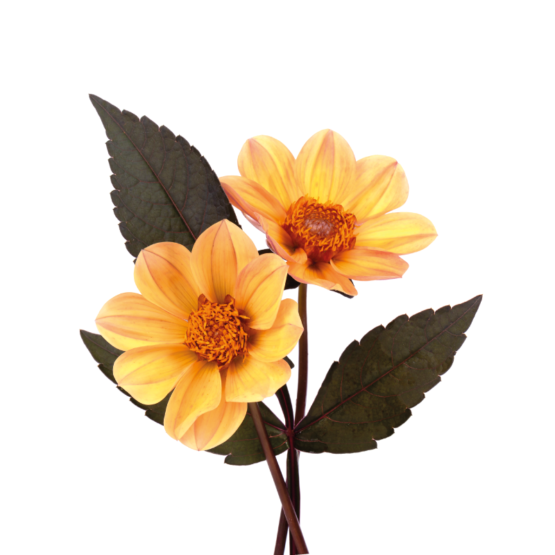 Alfombra vinílica flores composición flores vivas - TenVinilo